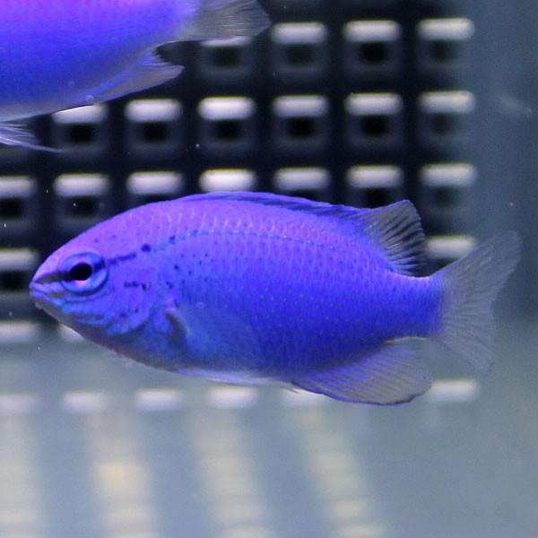 ルリスズメダイ 5匹セット (A-2540) 海水魚 サンゴ 生体 | 