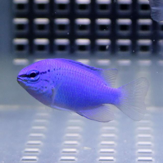 ルリスズメダイ 5匹セット (A-2540) 海水魚 サンゴ 生体 |  | 01