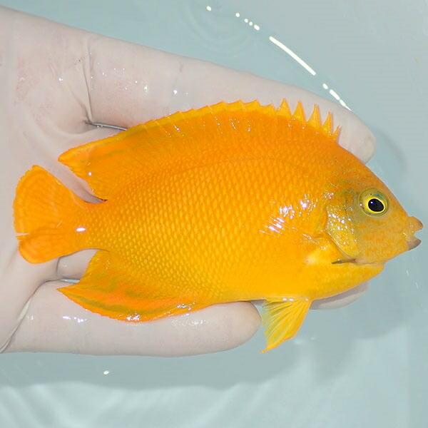 現物1 ヘラルドヤッコ 色彩変異 6cm A 2592 海水魚 サンゴ 生体 A 2592 アクアギフト 通販 Yahoo ショッピング