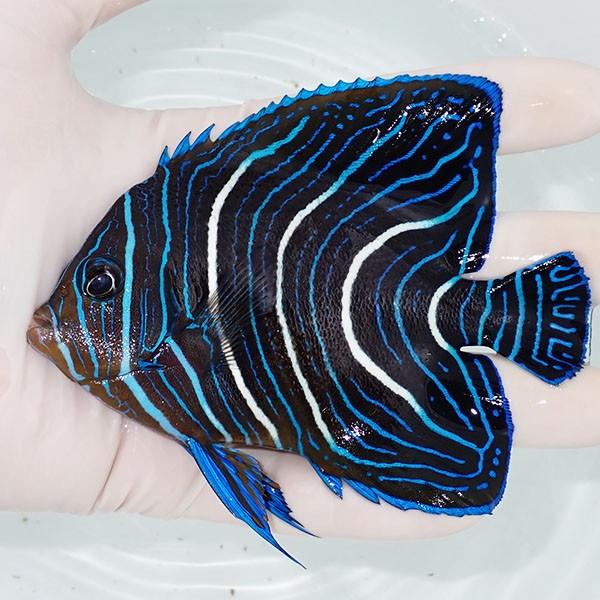 現物2】サザナミヤッコ 11cm± !海水魚 生体 15時までのご注文で当日