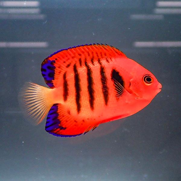 マーシャル産】フレームエンゼル 5-7cm±!海水魚 生体 ヤッコ15時までの