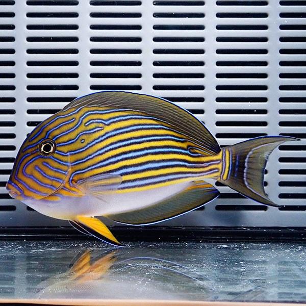 海水魚　ハギ2匹セット 海水魚・ハギ】パープルタン（MLサイズ）（1匹）（±11-13cm