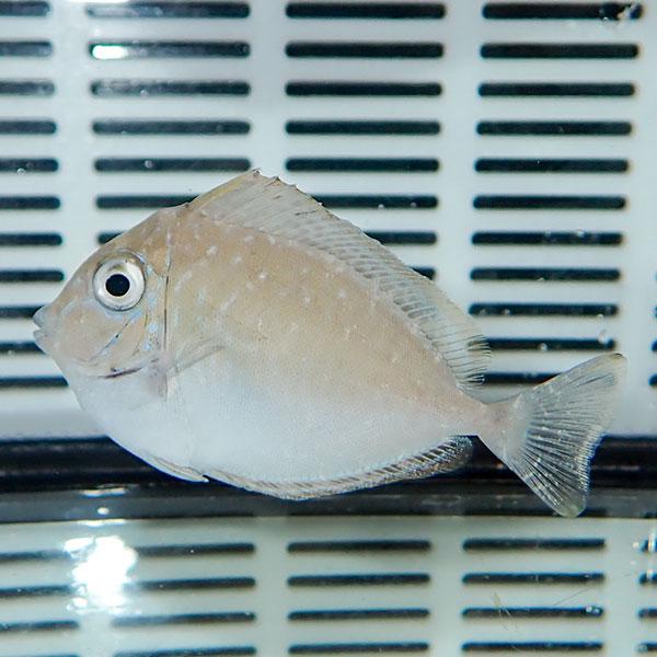 テングハギモドキ 4-6cm±(A-2641) 海水魚 サンゴ 生体｜aquagift｜02