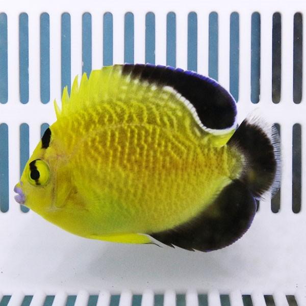 【現物2】ゴールドフレーク 5.5cm±(A-2656) 海水魚 サンゴ 生体｜aquagift