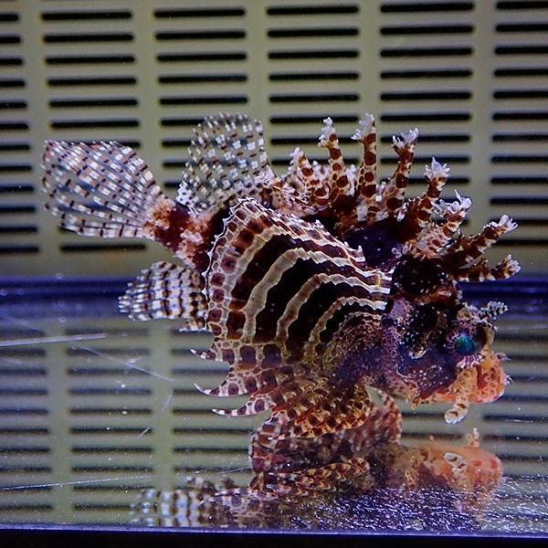 シマヒメヤマノカミ 6 8cm A 23 海水魚 サンゴ 生体 A 23 アクアギフト 通販 Yahoo ショッピング