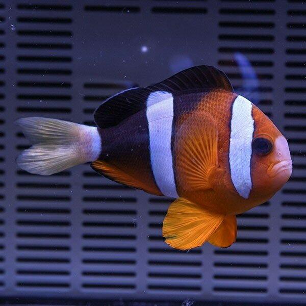 クマノミ 大きめ 5-7cm±(A-2954) 海水魚 サンゴ 生体 : アクアギフト