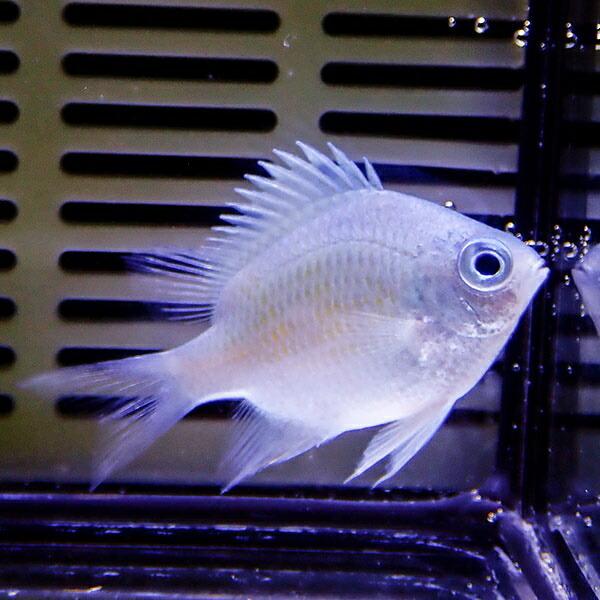 クラカオスズメダイ 5匹セット 2-3cm±(A-2972) 海水魚 サンゴ 生体