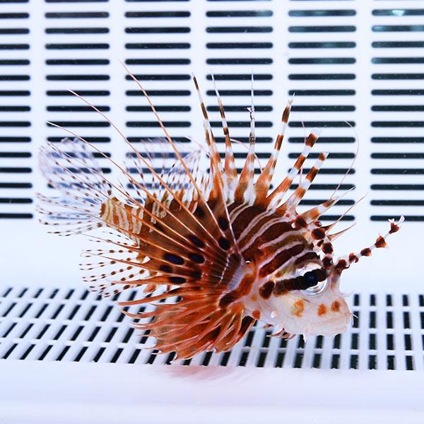 ネッタイミノカサゴ 7-9cm±! 海水魚 カサゴ 活餌付け 15時までのご注文