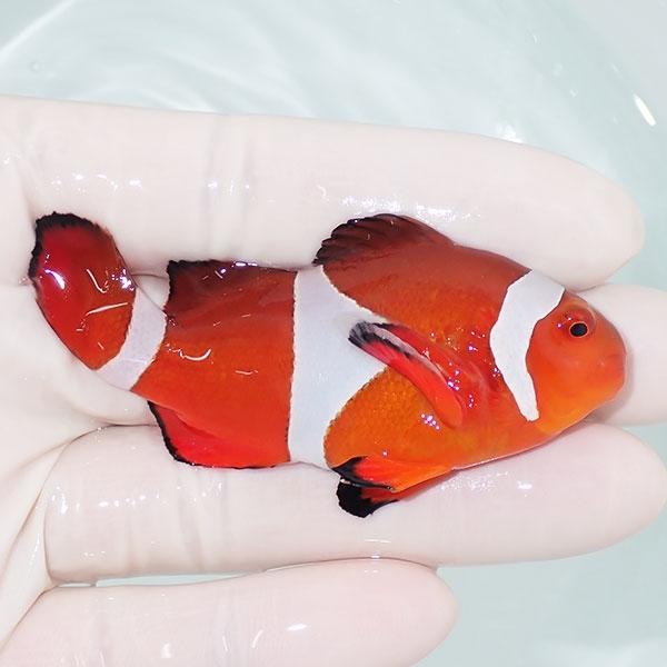 【現物5】カクレクマノミbig 7.5cm± ! wild 海水魚 カクレクマノミ(t111(t207｜aquagift｜02