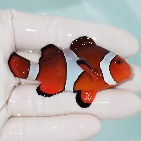 現物4】カクレクマノミbig 7cm! wild 海水魚 カクレクマノミ(t111(t207