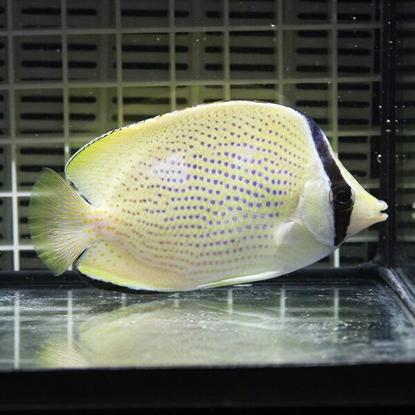 ゴマチョウチョウウオ3匹セット 6 8cm A 3027 海水魚 サンゴ 生体 A 3027 アクアギフト 通販 Yahoo ショッピング