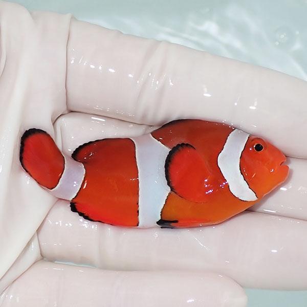 現物5】カクレクマノミbig 6.8cm! wild 海水魚 カクレクマノミ(t111