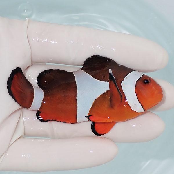 現物9】カクレクマノミbig 9cm± ! wild 海水魚 カクレクマノミ(t111