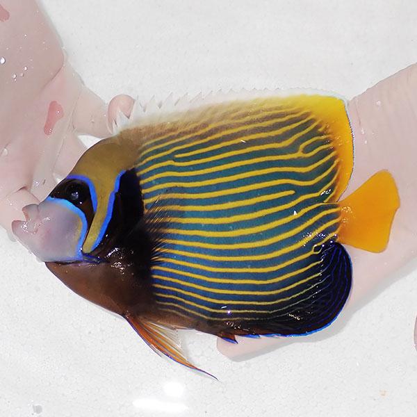 現物5】粒エサOK タテジマキンチャクダイ 19cm±!海水魚 ヤッコ 15時