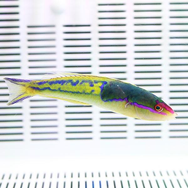 マルチカラーラス 9-11cm±(A-3189) 海水魚 サンゴ 生体 : アクアギフト