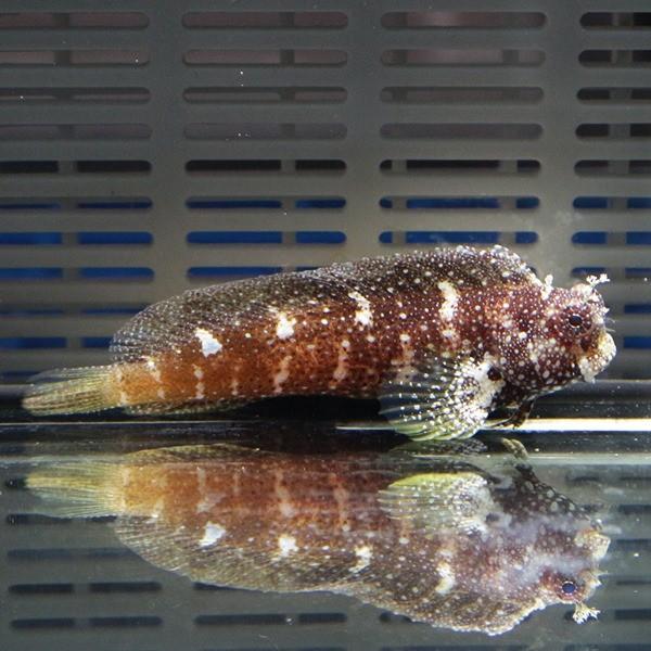 スターリーブレニー 6-8cm (A-3193) 海水魚 サンゴ 生体 スターリーブレニー 6-8cm (A-3193) 海水魚 サンゴ 生体