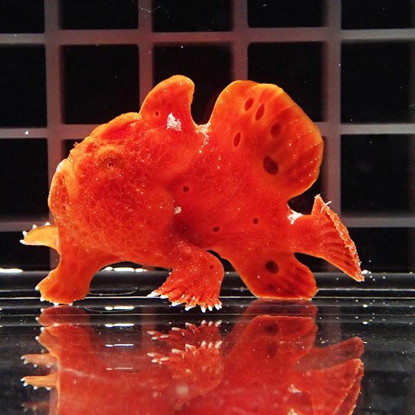 【現物2】クマドリカエルアンコウ 5cm! 海水魚 アンコウ 15時までのご注文で当日発送【カエルアンコウ】 | 