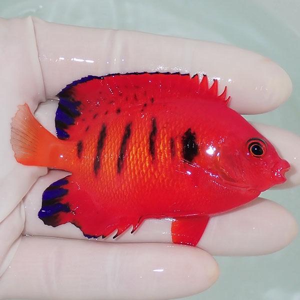 現物6】欠けあり フレームエンゼル 8cm!海水魚 ヤッコ 15時までのご