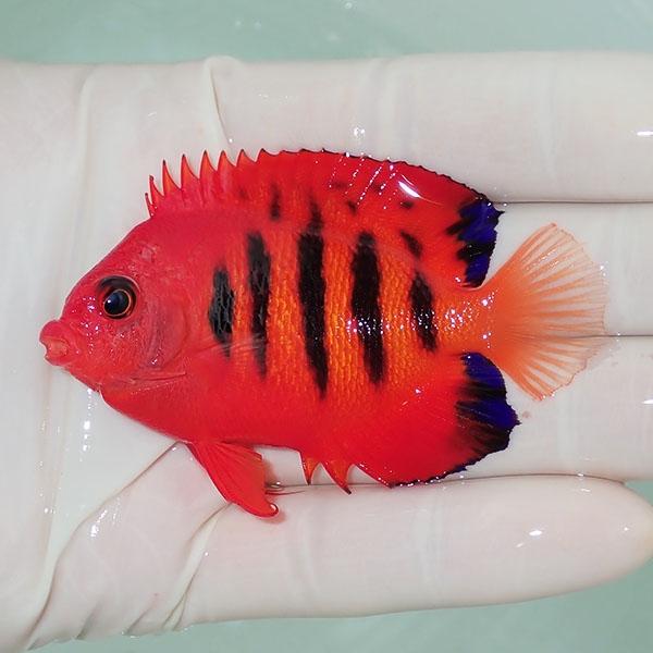 海水魚　まとめて　ウズマキヤッコ・フレームエンゼルなど フレームエンゼルの飼育ガイド｜燃えるような赤色の小型ヤッコ