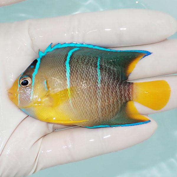 【現物2】ブルーエンゼル 7.5cm±!海水魚 ヤッコ 15時までのご注文で当日発送(t111 | 