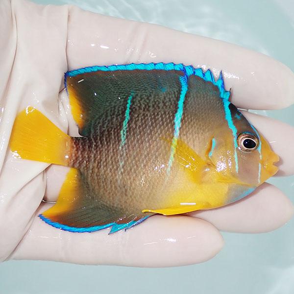 【現物2】ブルーエンゼル 7.5cm±!海水魚 ヤッコ 15時までのご注文で当日発送(t111 |  | 01
