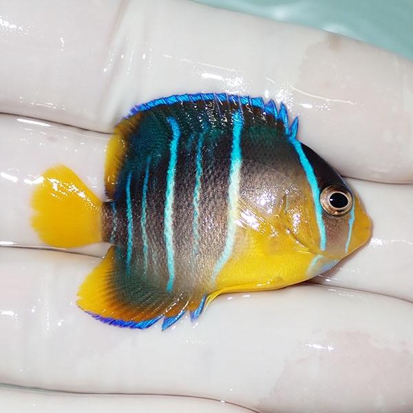 現物2】ブルーエンゼル 4.5cm± !海水魚 ヤッコ 15時までのご注文で当日