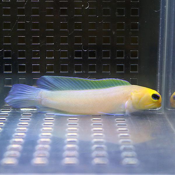イエローヘッドジョーフィッシュ 5-7cm± ! 海水魚 ハゼ 15時までのご