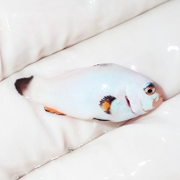 現物1】プラチナオセラリス 3cm±!海水魚 クマノミ ブリード 15時までの 