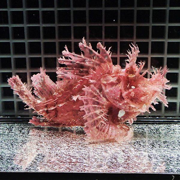 現物2】ボロカサゴ 16.5cm± ! 海水魚 15時までのご注文で当日発送
