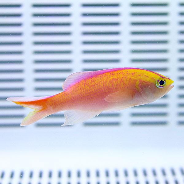 ディアディムアンティアスオス 5匹セット 4-6cm±(A-3291) 海水魚