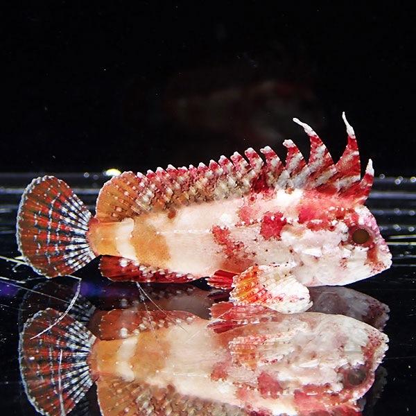 サンプル】バンドテールワスプフィッシュ 4-6cm± ! 海水魚 15時までの