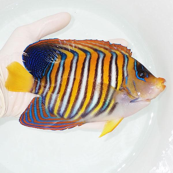 現物17】ヒレスレ有り ニシキヤッコBIG 19cm±!海水魚 ヤッコ15時までの 