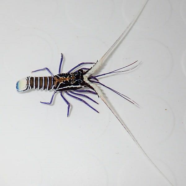 ゴシキエビ 1匹 4 6cm A 3309 海水魚 サンゴ 生体 A 3309 アクアギフト 通販 Yahoo ショッピング