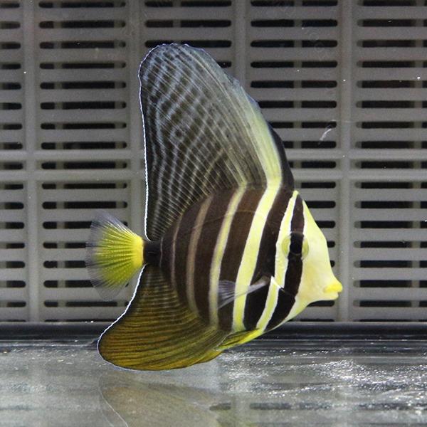ハギ 出品 ヒレナガハギ 5-7cm± 海水魚 ハギ! 苔取 (t119 : アクアギフト - 通販