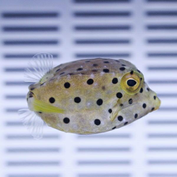 はこふぐ様確認用 ミナミハコフグ 3-5cm±! 海水魚 フグ 【ハコフグ】15時までのご注文で