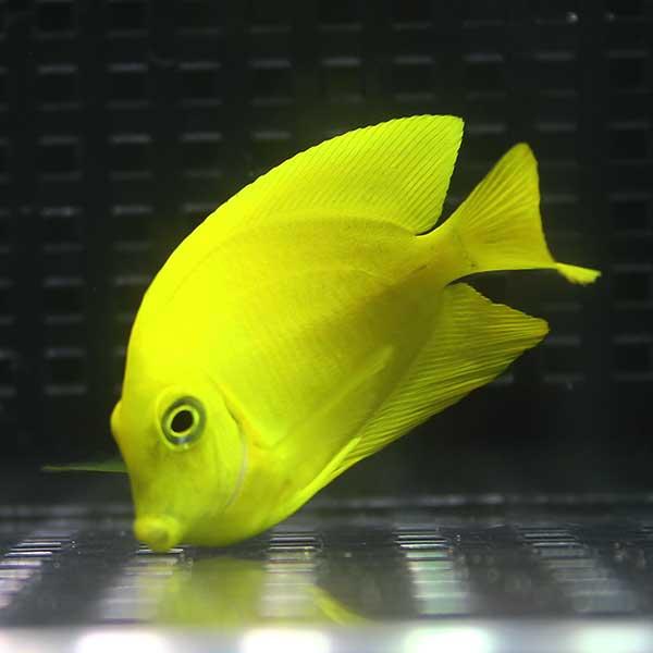 クログチニザダイ（ヘラルドタイプ） 4-6cm± 海水魚 ハギ!15時までのご 