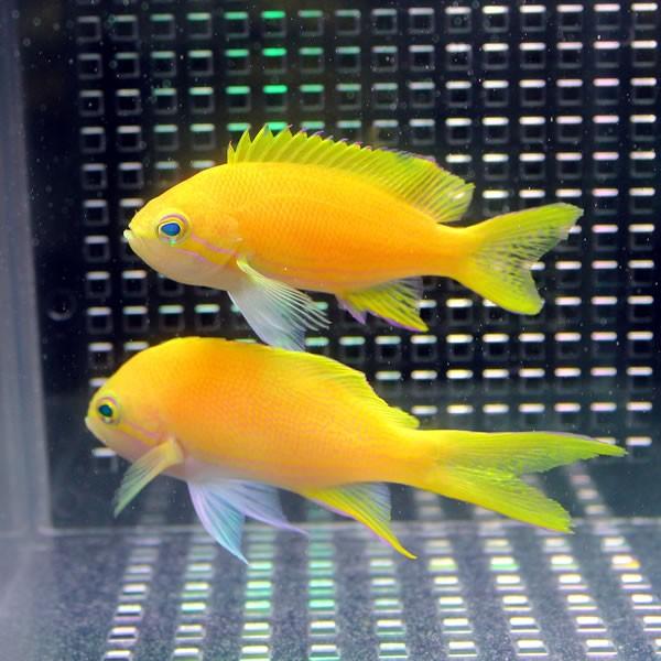 スミレナガハナダイ メス 10-12cm± (A-3679) 海水魚 サンゴ 生体 