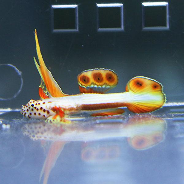 ホムラハゼ 2cm ! 海水魚 ハゼ 15時までのご注文で当日発送【ハゼ】(t121 |  | 01