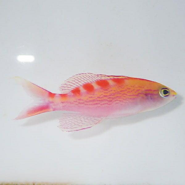 アサヒハナゴイ 3-5cm±  1匹 (A-3782) 海水魚 サンゴ 生体｜aquagift｜04