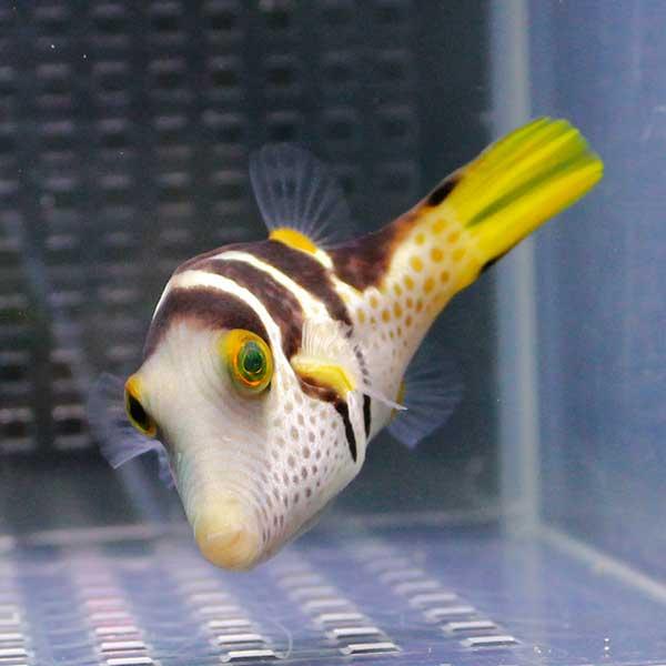 シマキンチャクフグ 7-9cm【1匹】!海水魚 フグ : アクアギフト - 通販