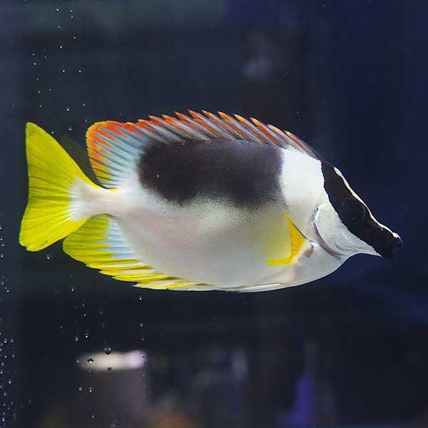 アンダマン フォックスフェイス 8-10cm± (A-3803) 海水魚 サンゴ 生体