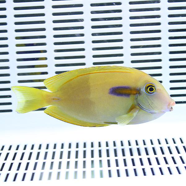 モンツキハギ 8-10cm±! 海水魚 ハギ 餌付け15時までのご注文で当日発送