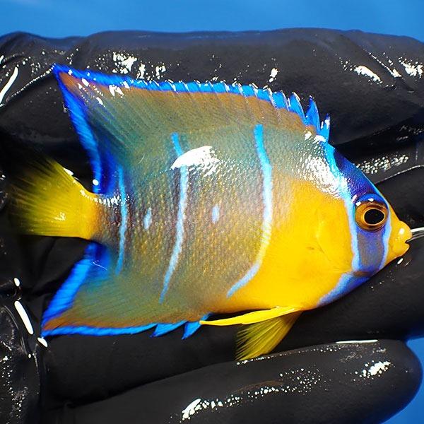 【現物33】クイーンエンゼル 6.7cm± カリブ産(A-3812) 海水魚 サンゴ 生体｜aquagift｜02