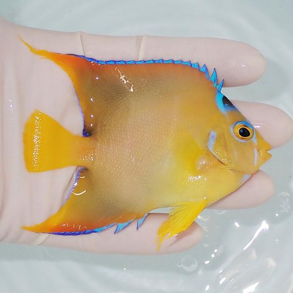 現物1】粒エサOK タウンゼントエンゼル 9.5cm± !海水魚 ヤッコ 15時