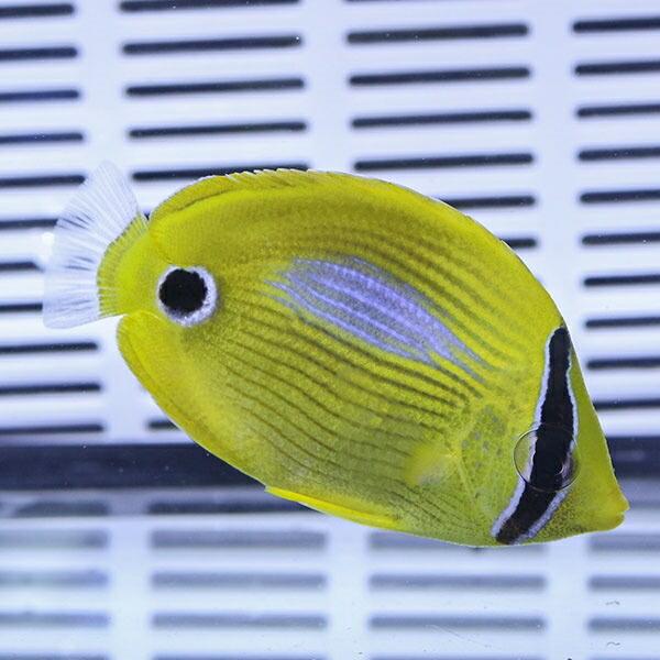 スミツキトノサマダイ 5-7cm (A-3816) 海水魚 サンゴ 生体|aquagift|02