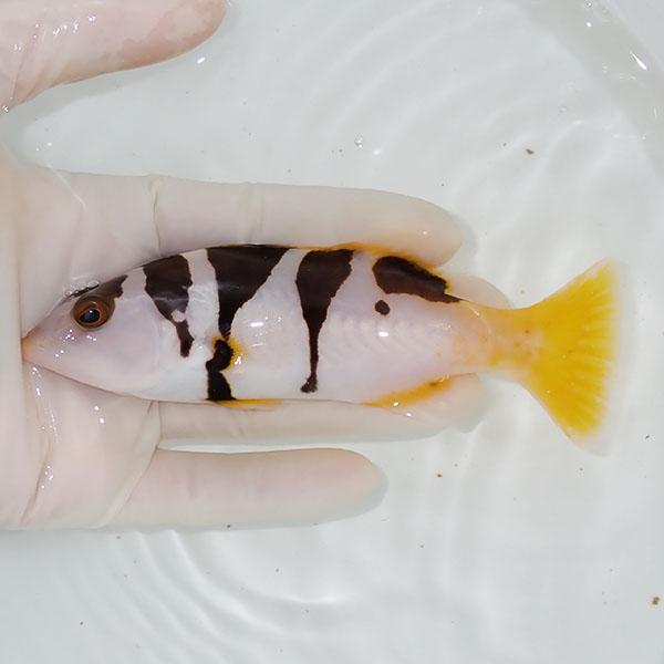 現物1】コクハンアラ 14cm± !海水魚 生体 15時までのご注文で当日発送