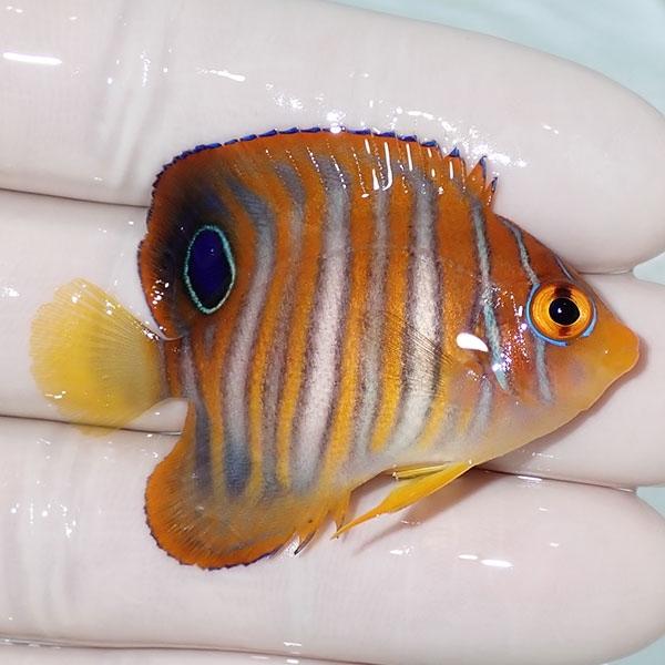 【現物21】ニシキヤッコ 5cm±! 海水魚 ヤッコ 15時までのご注文で当日発送(t111｜aquagift｜02