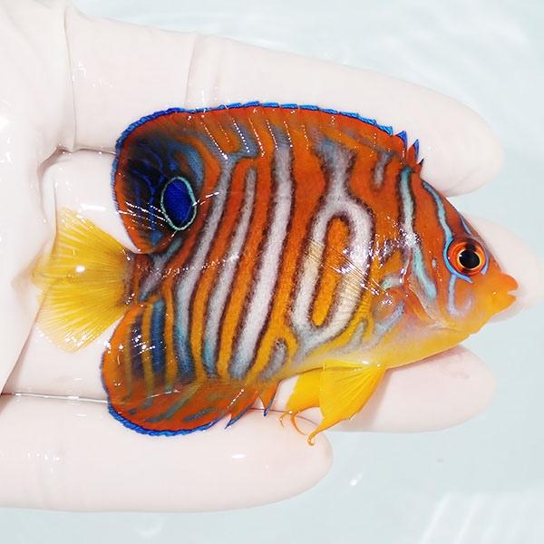 現物】粒エサOK イレギュラーバンド ニシキヤッコ 8.5cm±! 海水魚