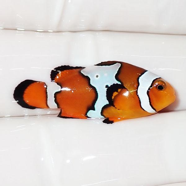 現物3】スノーフレークオセラリス 3cm±!海水魚 クマノミ ブリード 15時