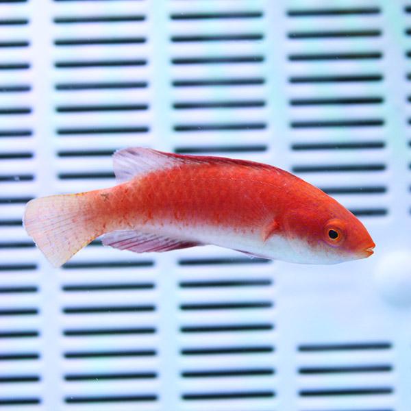 ルソンイトヒキベラ 4-6cm±!海水魚 ベラ15時までのご注文で当日発送(t122 | 